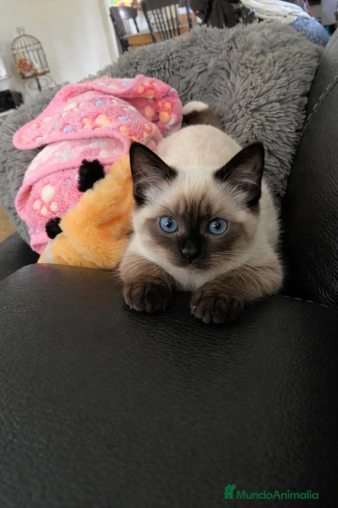 Siamés gatos en venta: GATITOS SIAMESES - Anuncio 1