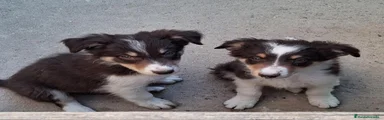 Border Collie 2