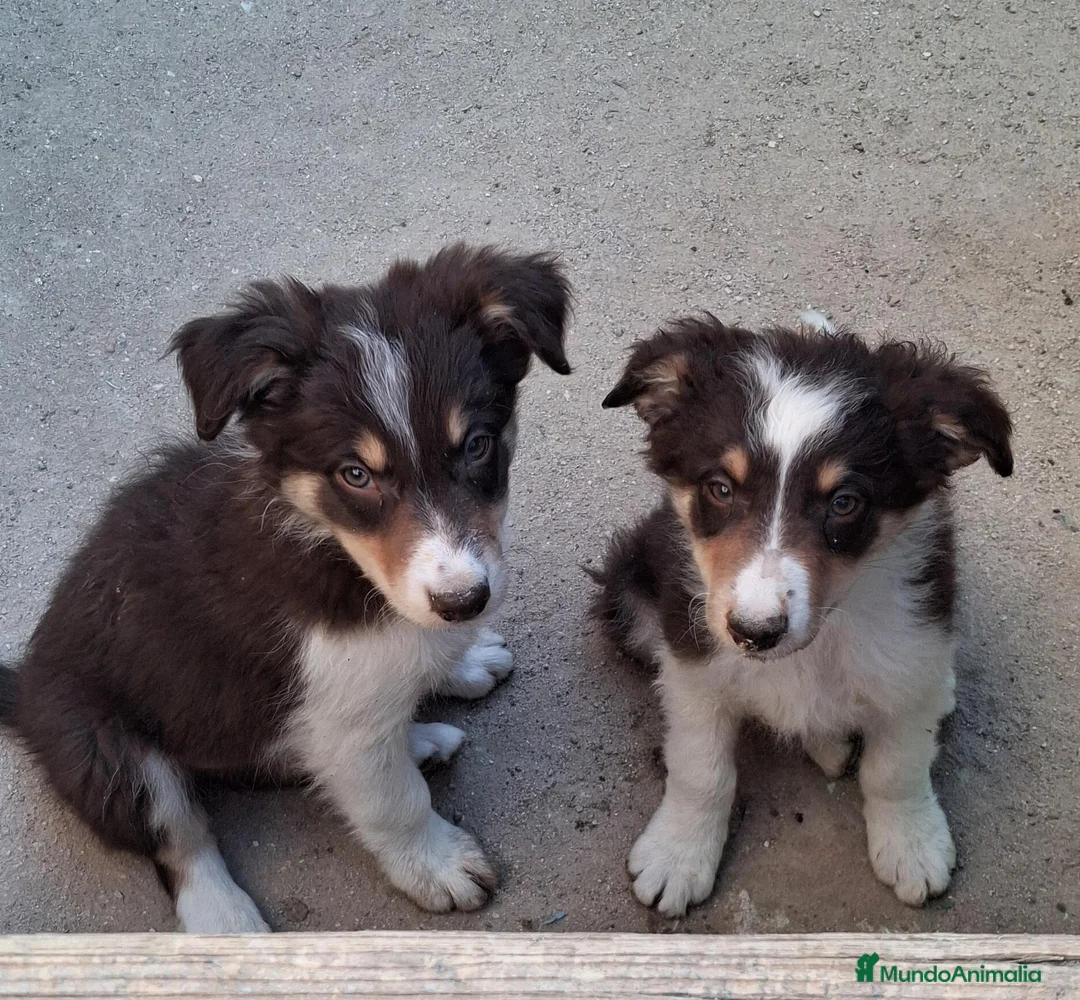 Border Collie perros en venta: Border collie  - Anuncio 2