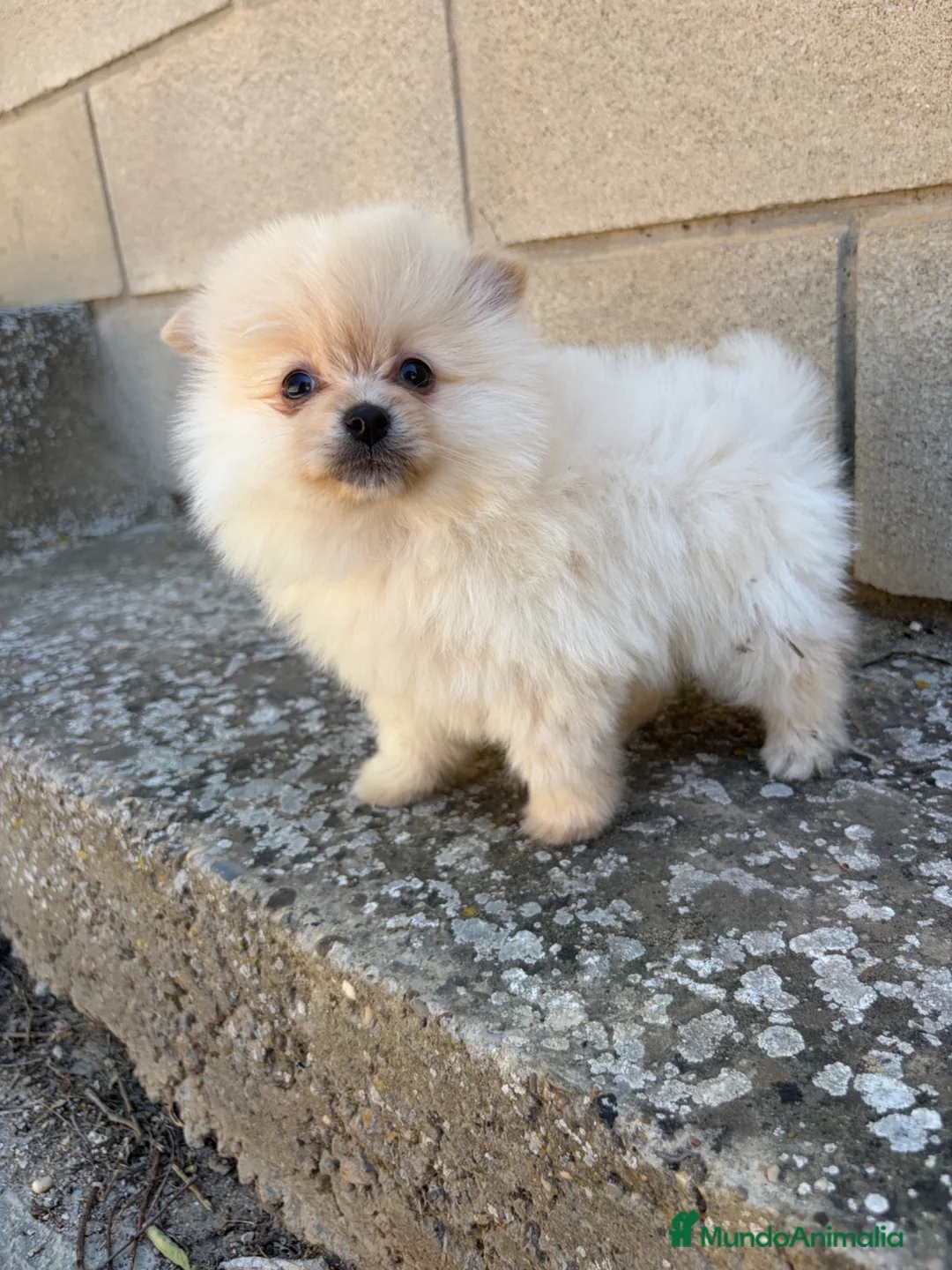 Pomerania perros en venta: Pomerania crema toy - Anuncio 1