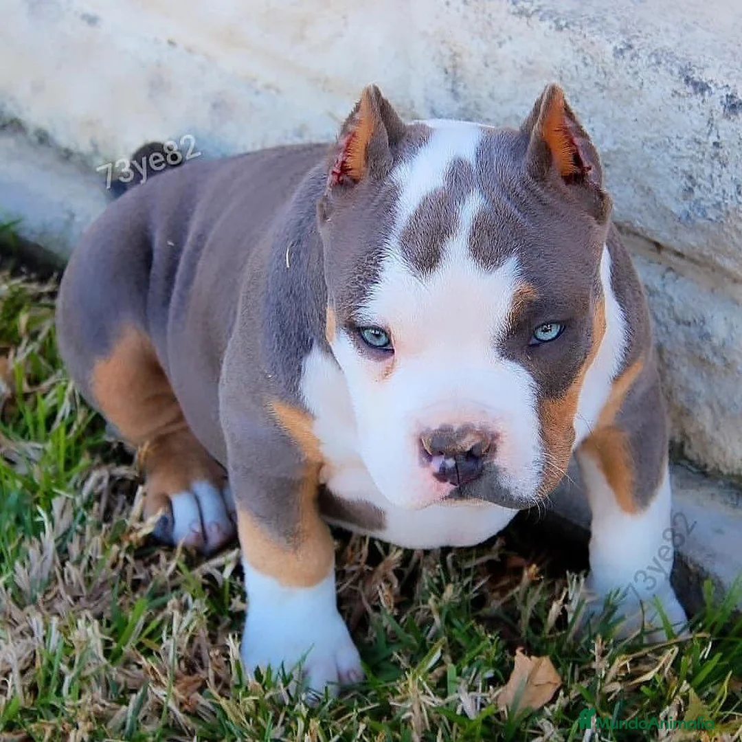 American Pit Bull Terrier perros en venta: CRIA PROFESIONAL DE AMERICAN PITBULL  631 67 03 85 en Sevilla - Anuncio 4