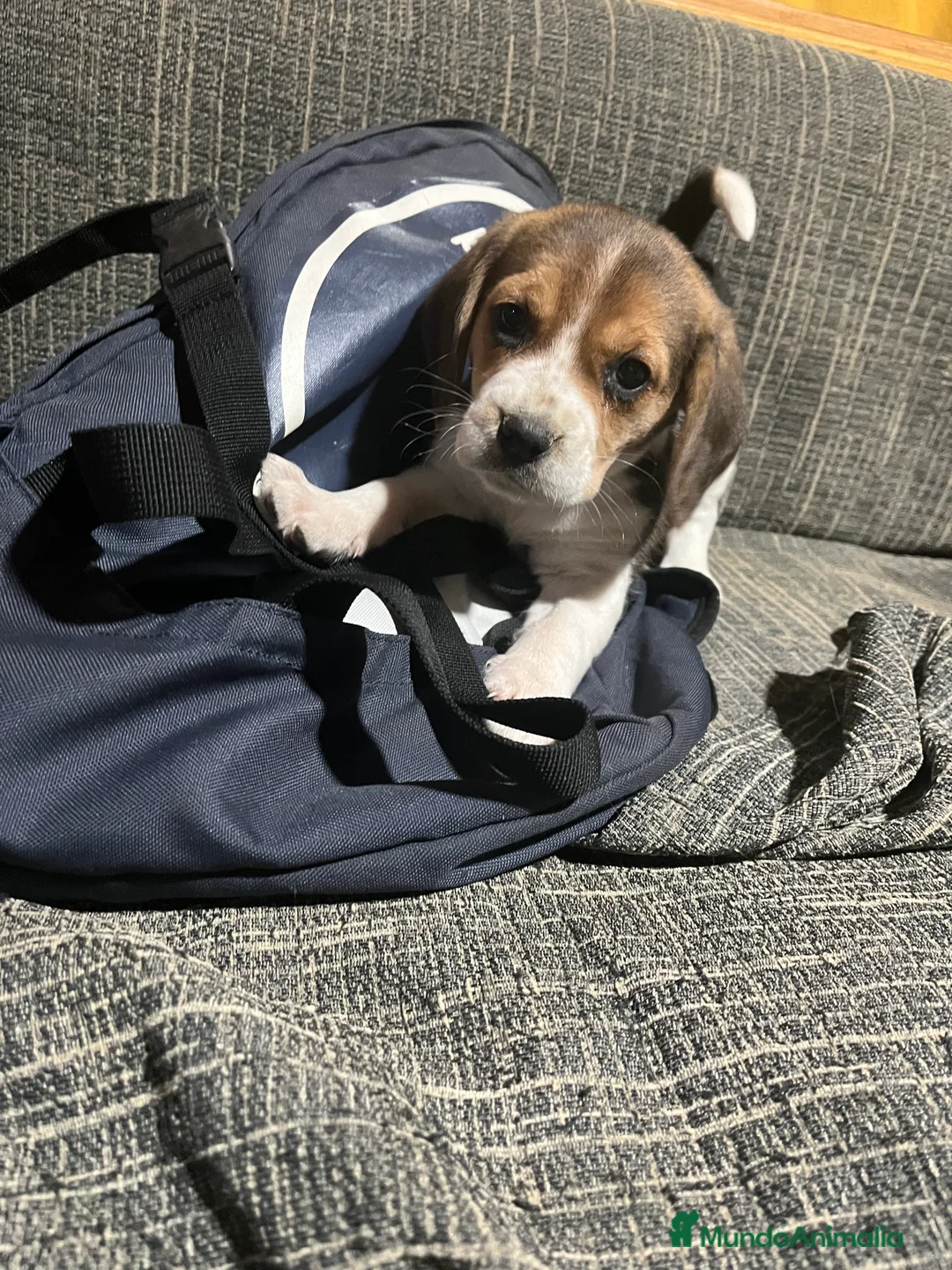 Beagle perros en venta: 🐶Cachorritos de Beagle - Anuncio 1