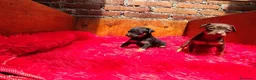 Pinscher Miniatura perros en venta: PINCHER MINI - ENVIO A DOMICILIO  - Anuncio 3