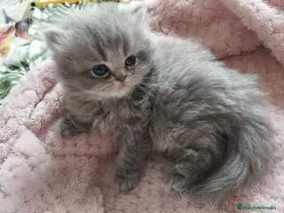 Persa gatos PERSA HEMBRA BLUE en Madrid - Anuncio 2