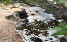 Schnauzer Miniatura perros en venta: Schnauzer BLANCO  - Imagen 4