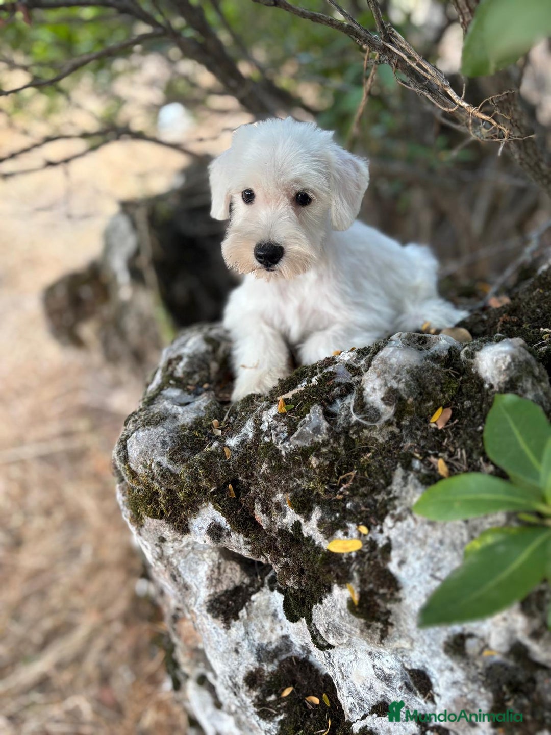 Schnauzer Miniatura perros en venta: Schnauzer BLANCO  - Imagen 4