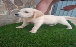 Golden Retriever perros en venta: Golden Retriever  - Imagen 4
