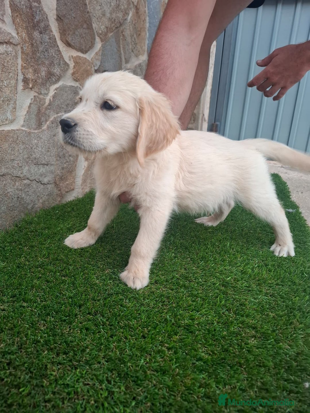 Golden Retriever perros en venta: Golden Retriever  - Imagen 4