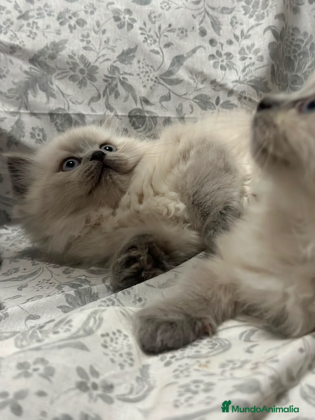 Sagrado de Birmania gatos en venta:  Birmanos  - Anuncio 2