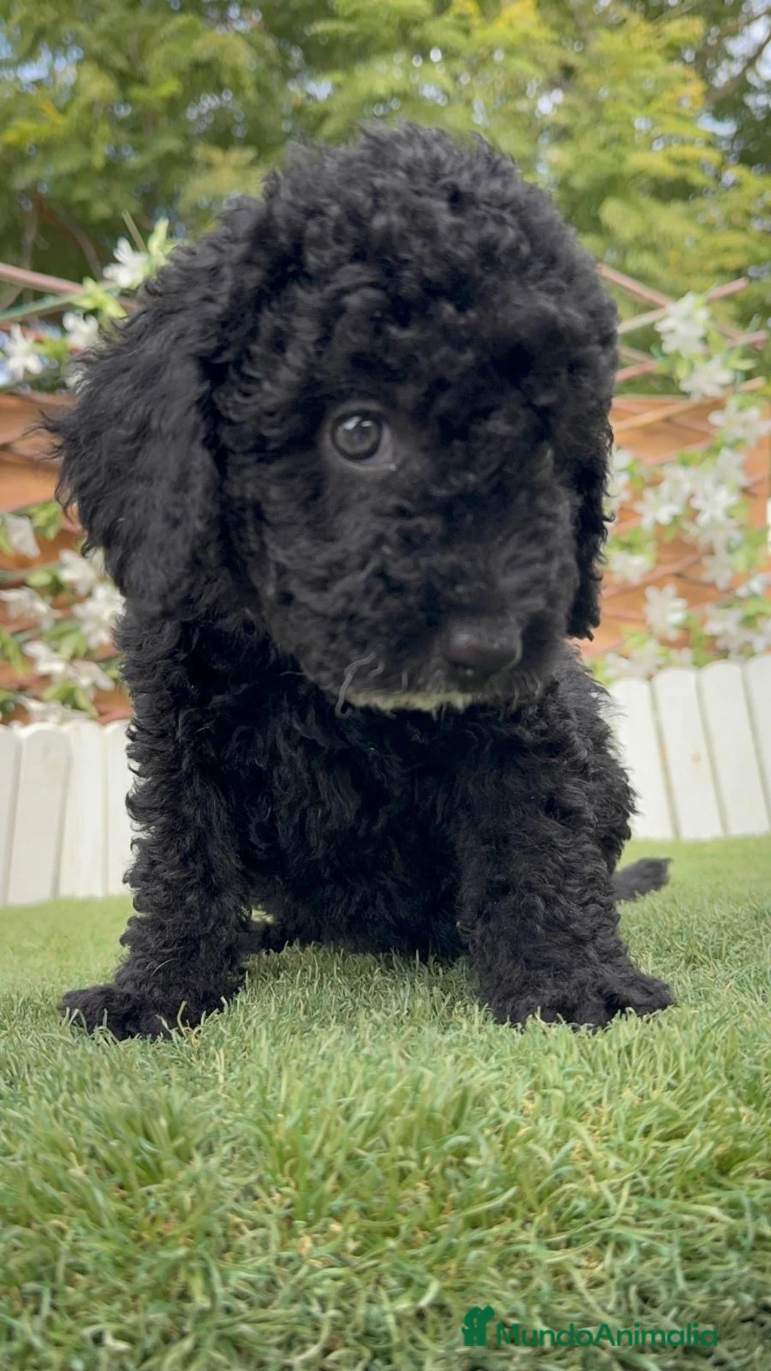 Perro de Agua Español perros en venta: PERRO DE AGUA ESPAÑOL - HEMBRA - Anuncio 1