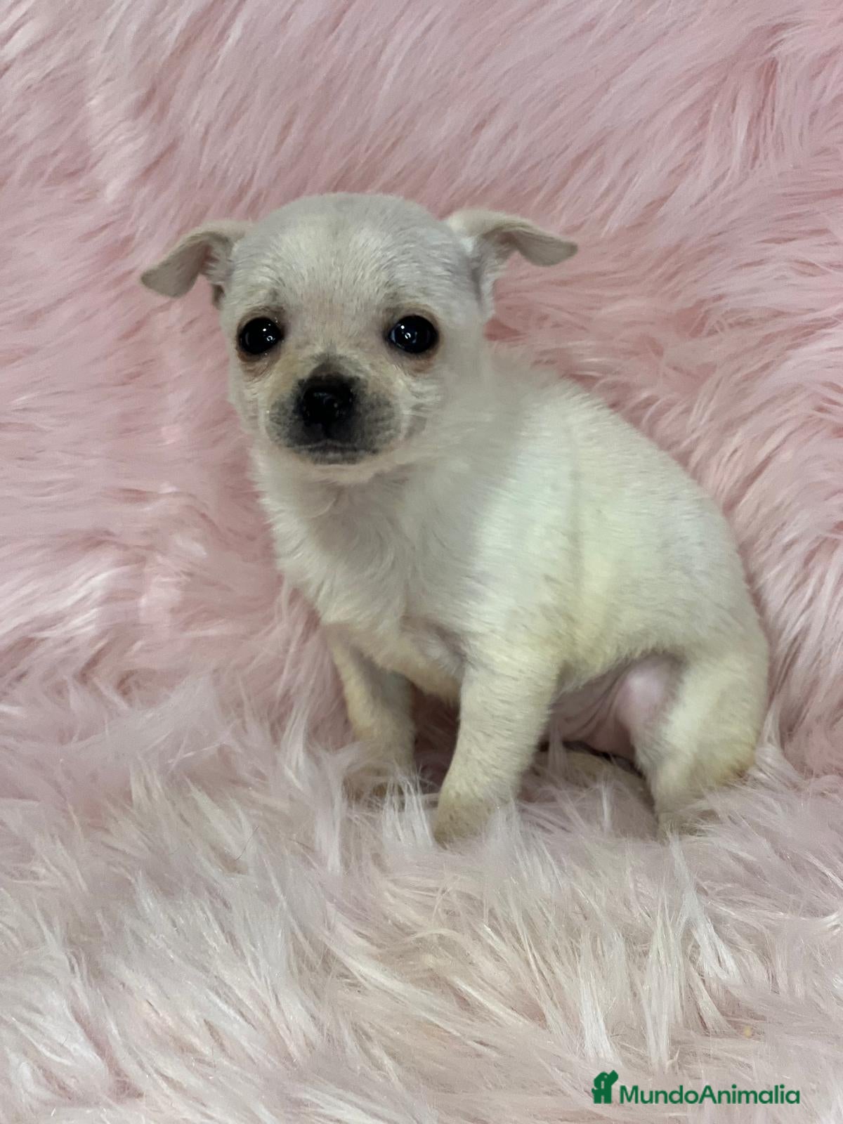 Chihuahua perros CHIHUAHUA HEMBRA BLANCA en Barcelona - Anuncio 2