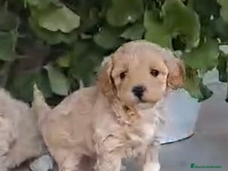 Maltipoo perros en Barcelona - Anuncio 24