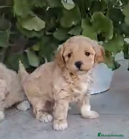 Maltipoo perros en Barcelona - Anuncio 10