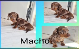 Teckel Miniatura perros en venta: Teckels miniatura y kaninchen  - Imagen 2