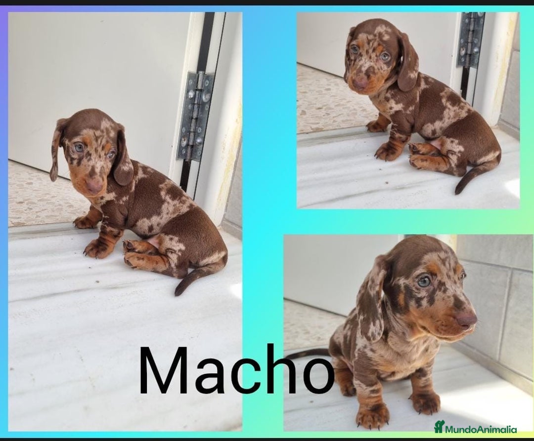 Teckel Miniatura perros en venta: Teckels miniatura y kaninchen  - Imagen 2