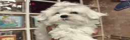Bichón Maltés perros en venta: Bichon maltes - Anuncio 4