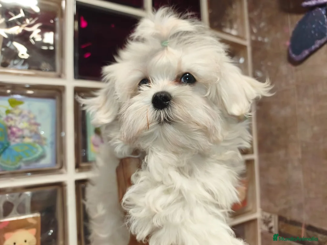 Bichón Maltés perros en venta: Bichon maltes - Anuncio 4