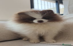Pomerania perros en venta: Pomerania  - Imagen 5
