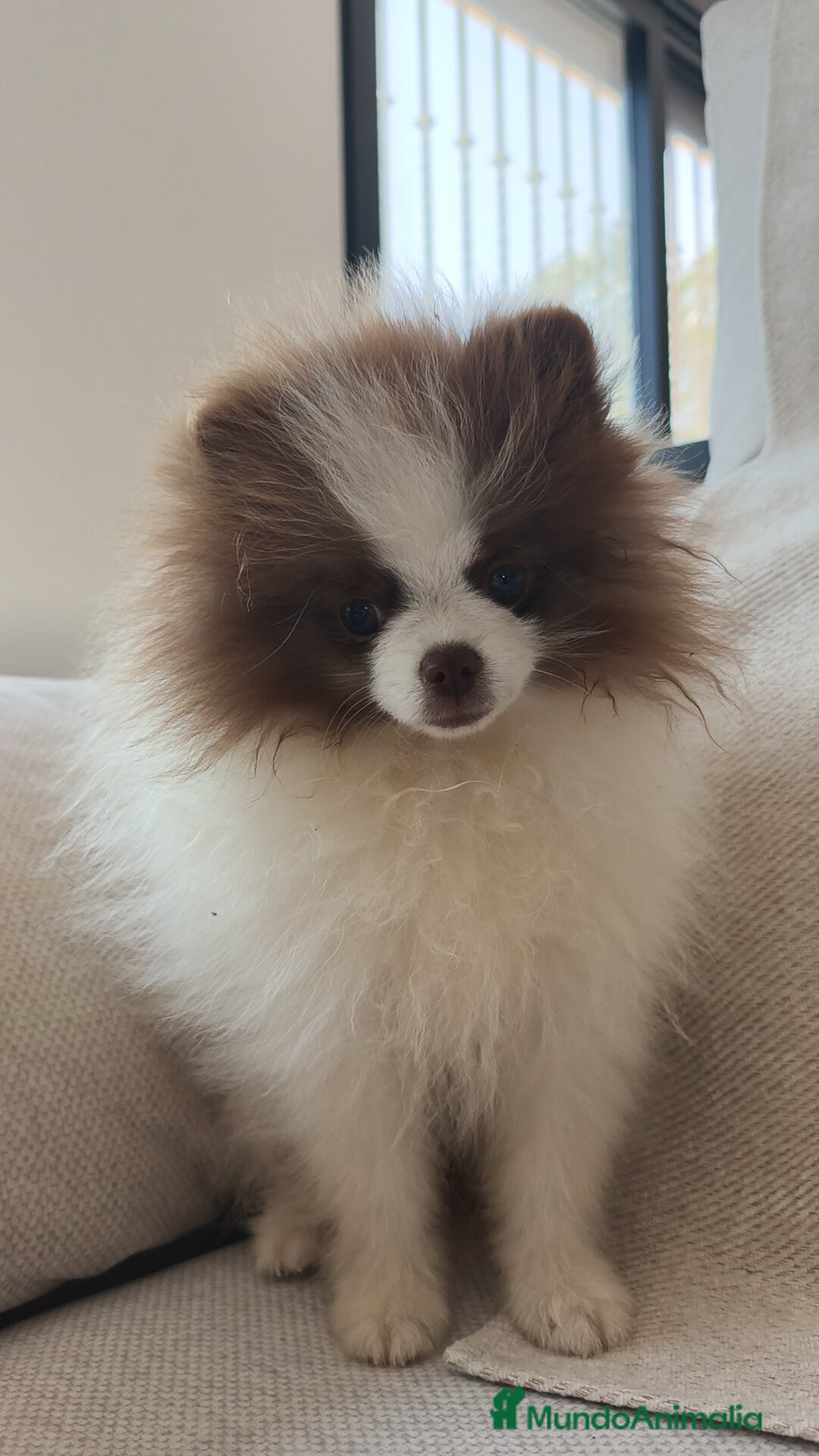 Pomerania perros en venta: Pomerania  - Imagen 5
