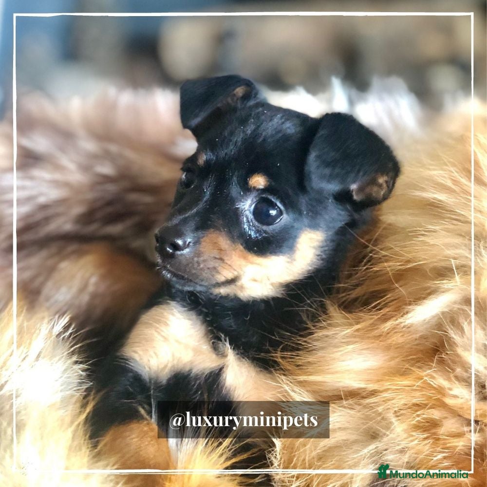 Pinscher Miniatura perros Camada de Minipincher en Madrid - Anuncio 10