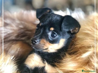 Pinscher Miniatura perros en Madrid - Anuncio 9