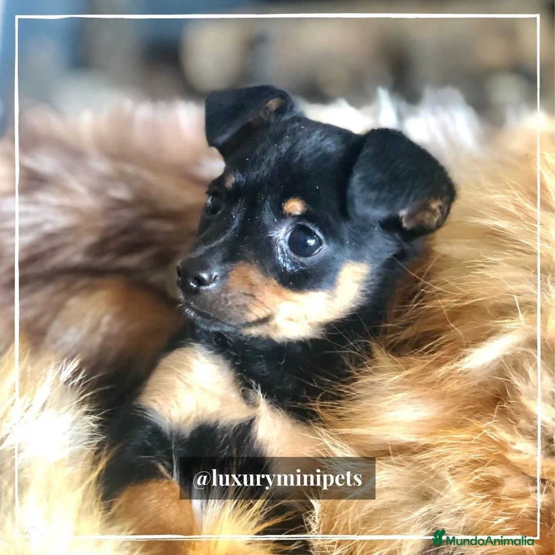 Pinscher Miniatura perros en venta: Camada de Minipincher en Madrid - Anuncio 1