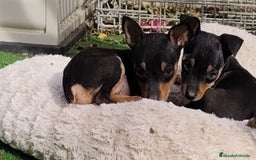 Pinscher Miniatura perros en venta: Mini pinscher negro fuego  - Imagen 7