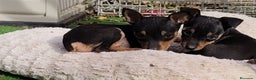 Pinscher Miniatura perros en venta: Mini pinscher negro fuego  - Anuncio 7