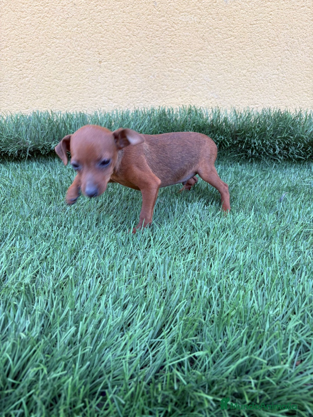 Pinscher Miniatura perros en venta: macho y hembra pinscher miniatura o mini pinscher - Imagen 14