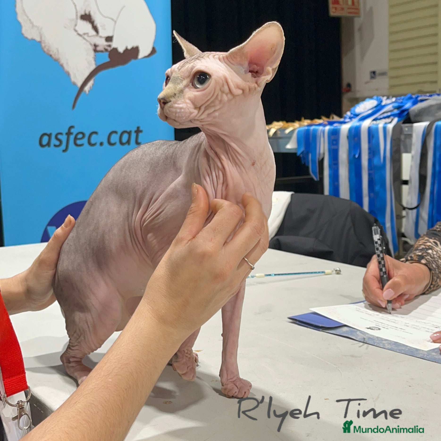 Sphynx gatos Sphynx Devon Rex - Anuncio 3