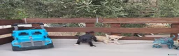 Chihuahua perros en venta: CHIHUAHUAS TOYS CABEZA de 🍎🍎 🥰🥰🥰 - Anuncio 6