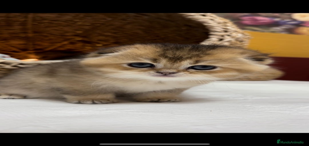 Imagen de galería {{count}}