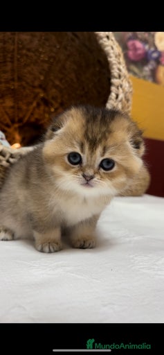 Imagen de galería {{count}}