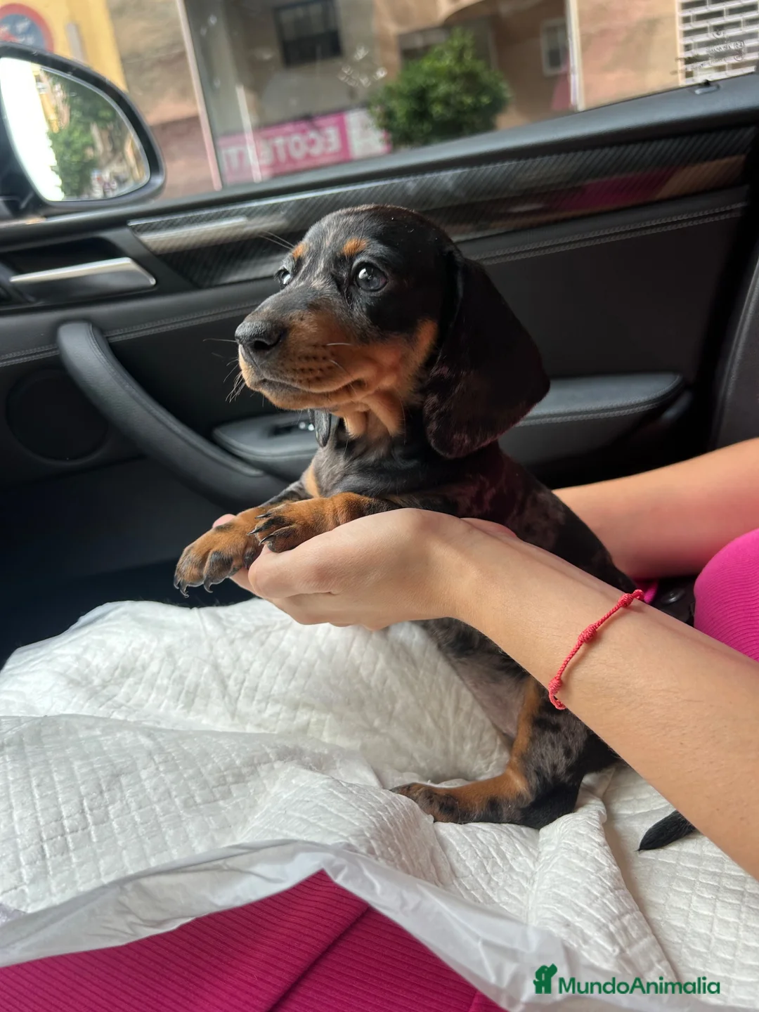 Teckel Miniatura perros en venta: teckel arlequin  - Anuncio 2