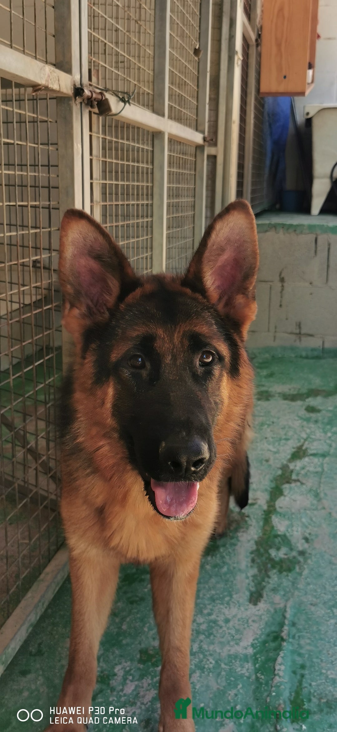 Pastor Alemán perros en venta: Cachorras pastor alemán, pedigre en Pontevedra - Imagen 8