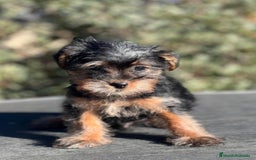 Yorkshire Terrier perros en venta: YORKY TERRIER en Barcelona - Imagen 2