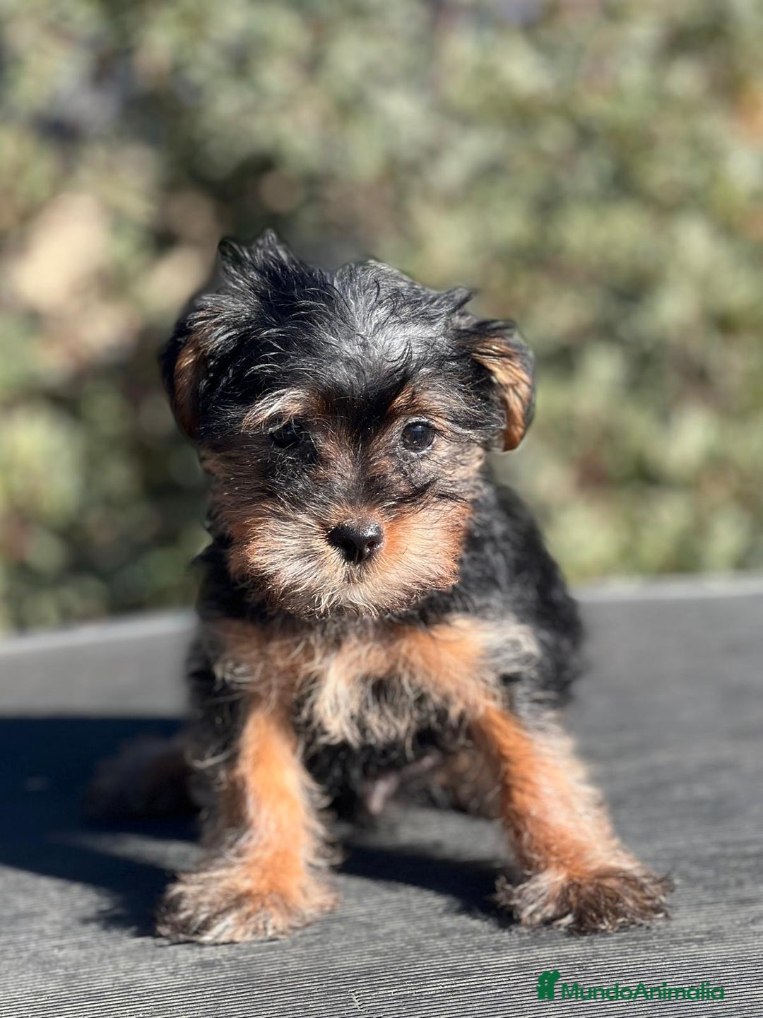 Yorkshire Terrier perros en venta: YORKY TERRIER en Barcelona - Imagen 2