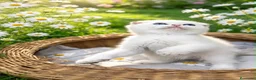Scottish Fold gatos en venta: Preciosos gatitos Scottish Fold  - Anuncio 5