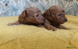 Caniche Toy perros en venta: Caniches  en Segovia - Imagen 4