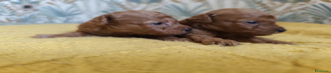 Caniche Toy Cachorro 2