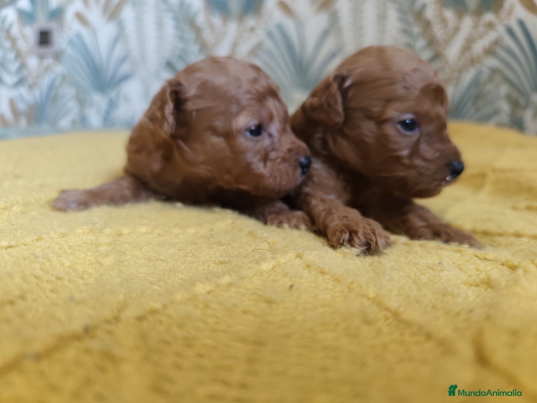 Caniche Toy perros en venta: Caniches  en Segovia - Imagen 4
