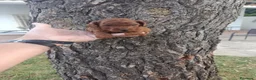 Raza Mixta perros en venta: PRECIOSOS CANICHE  ROJO LINEA ASIÁTICO  - Anuncio 13