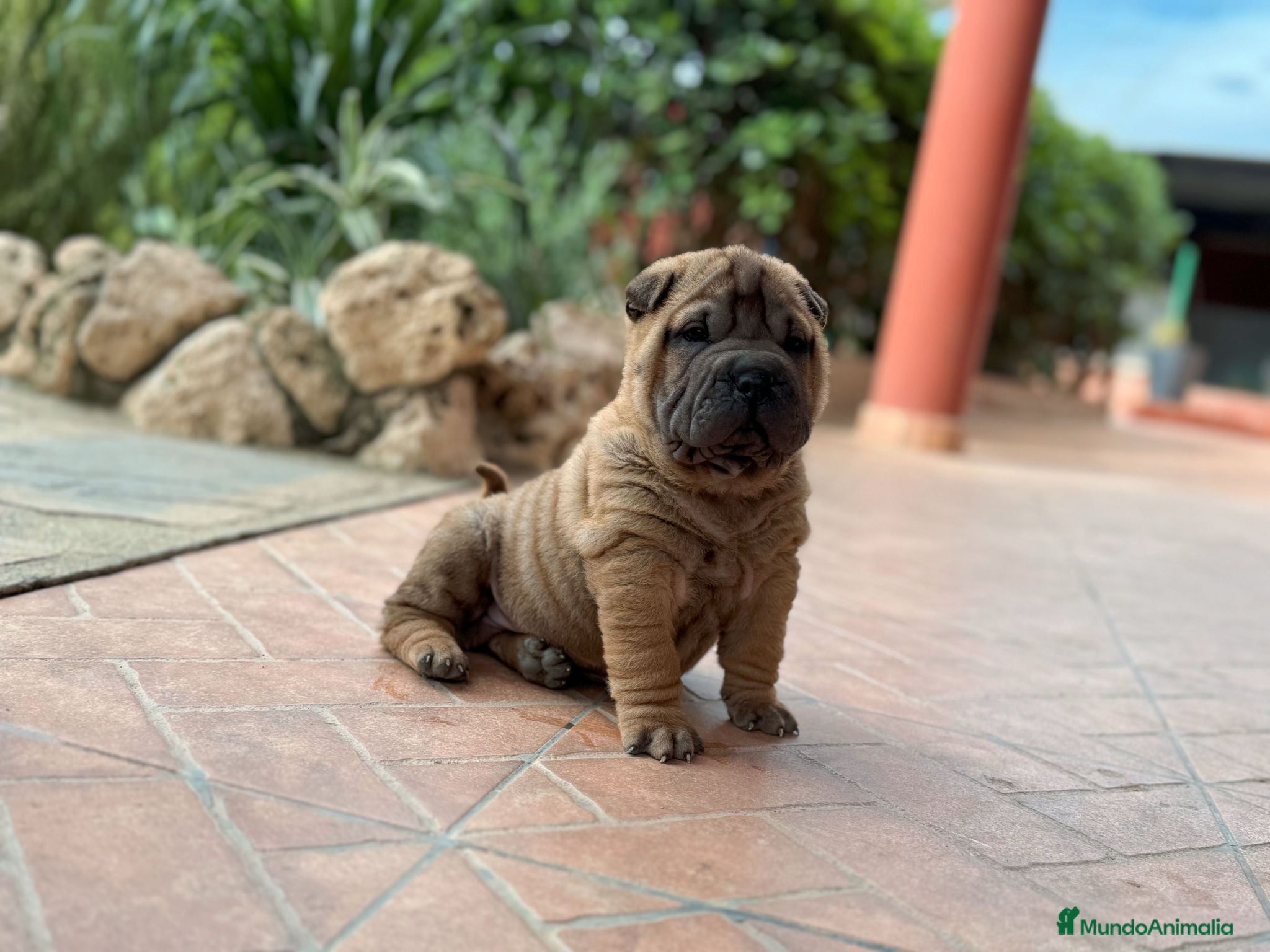 Shar Pei perros BEBE SHAR PEI - Anuncio 4