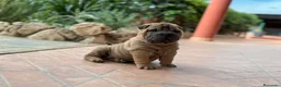 Shar Pei perros en venta: BEBE SHAR PEI - Anuncio 1