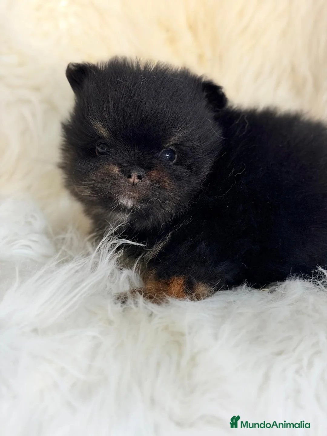 Pomerania perros en venta: POMERANIA BLACK AND TAN  - Anuncio 6