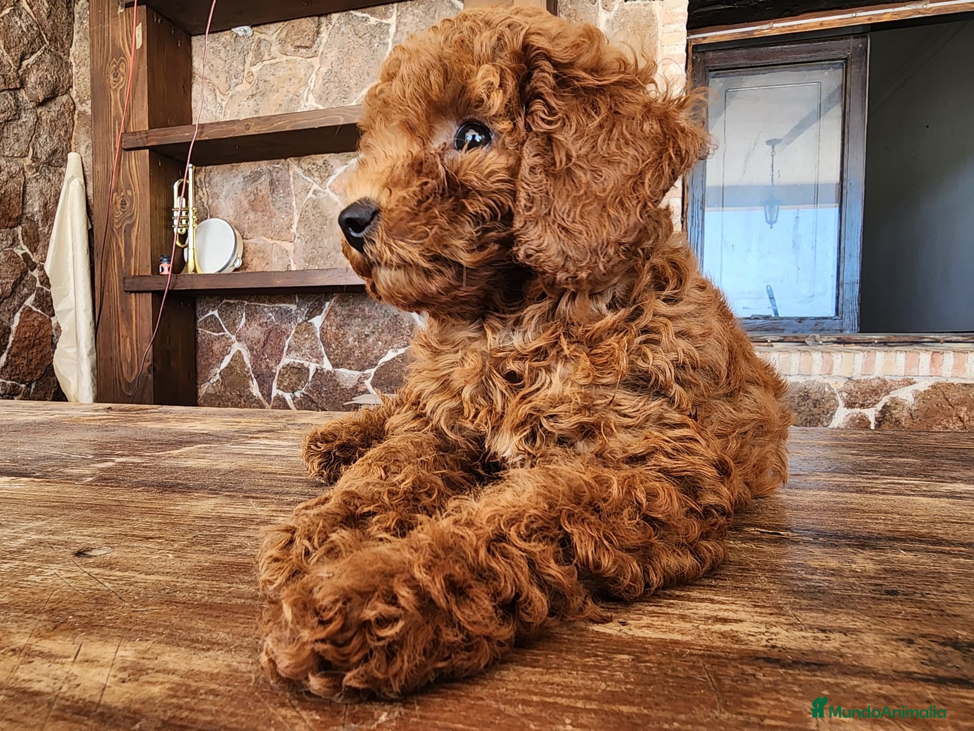 Caniche Toy perros Caniche toy precio real  - Anuncio 1