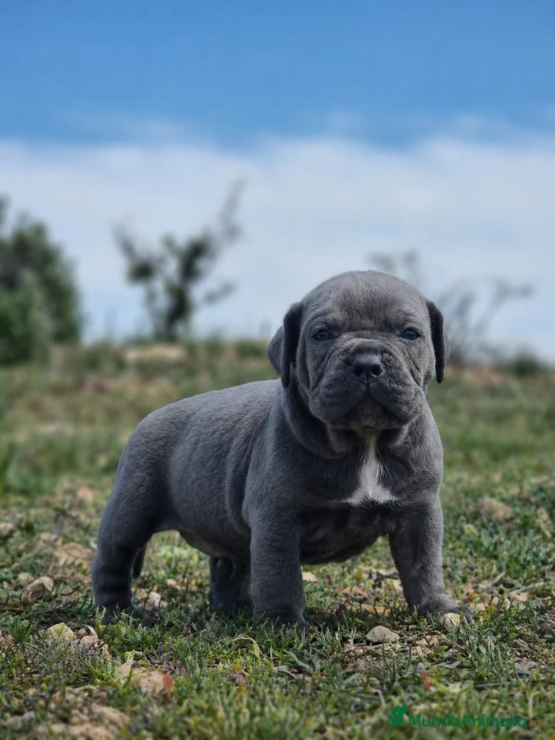 Cane Corso perros en venta: Cachorros de Cane Corso - Anuncio 2