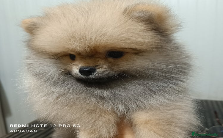 Pomerania perros - Anuncio 2