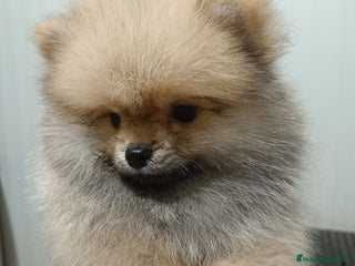 Pomerania perros - Anuncio 1