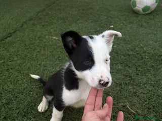 Border Collie perros - Anuncio 6